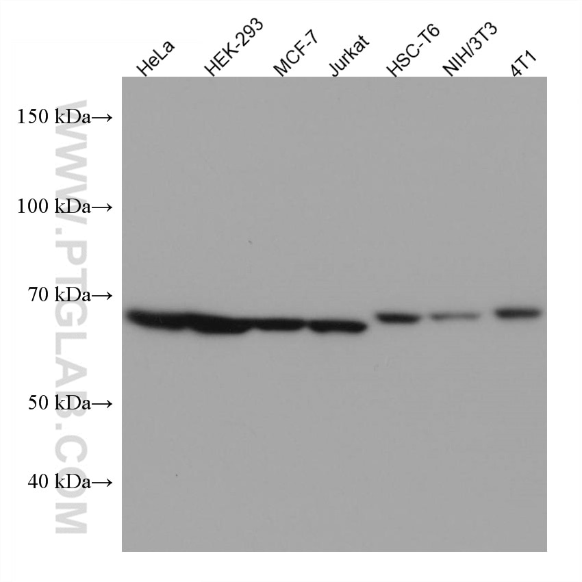 Western Blot (WB) analysis of various lysates using GNL3 Monoclonal antibody (67169-1-Ig)