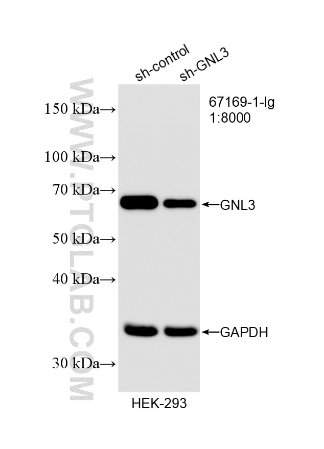 Western Blot (WB) analysis of HEK-293 cells using GNL3 Monoclonal antibody (67169-1-Ig)