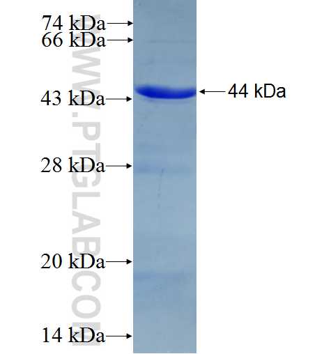 GNL3 fusion protein Ag7056 SDS-PAGE