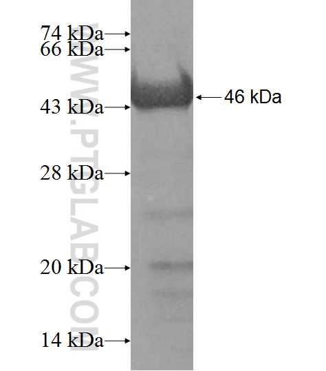 GNL3L fusion protein Ag9257 SDS-PAGE