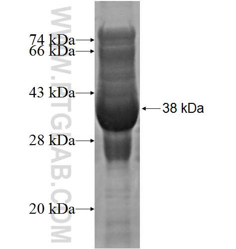 GNLY fusion protein Ag2163 SDS-PAGE