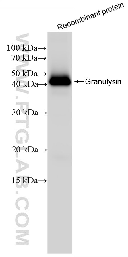 WB analysis of Recombinant protein using 87707-3-RR (same clone as 87707-3-PBS) Western Blot (WB) analysis of Recombinant protein using GNLY/Granulysin Recombinant monoclonal antibody (87707-3-RR)