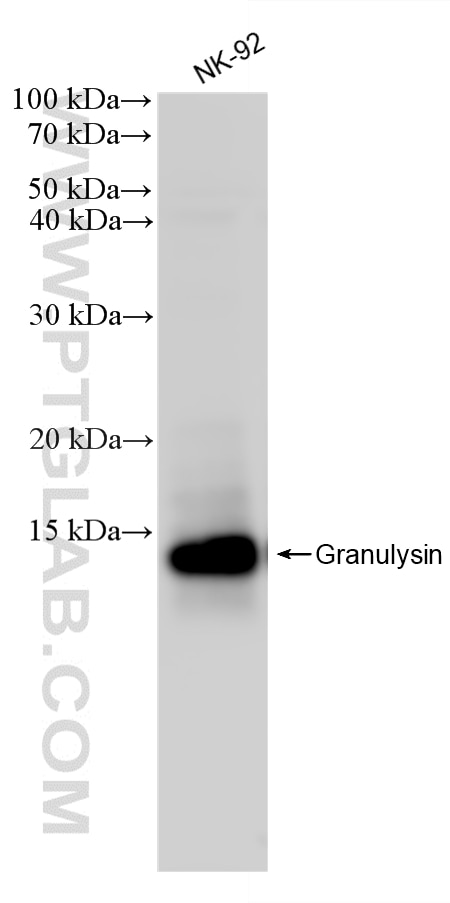 WB analysis of NK-92 using 87707-3-RR (same clone as 87707-3-PBS) Western Blot (WB) analysis of NK-92 cells using GNLY/Granulysin Recombinant monoclonal antibody (87707-3-RR)