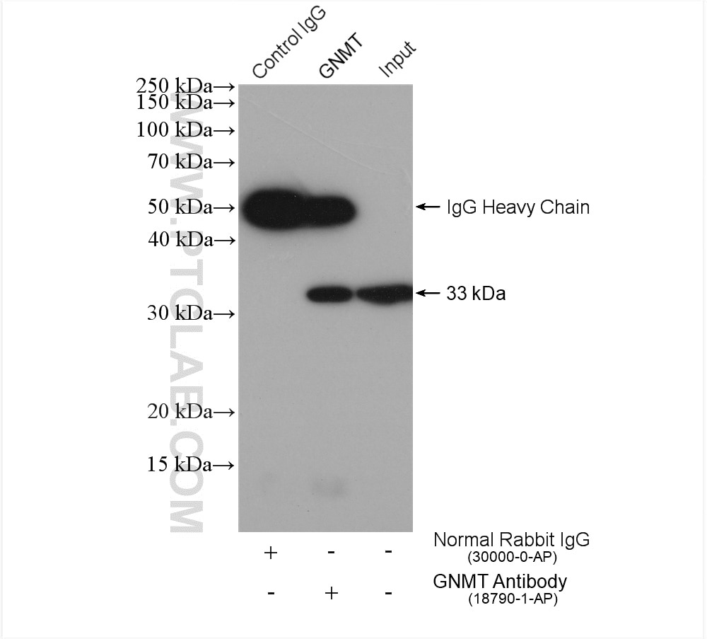 Immunoprecipitation (IP) experiment of mouse liver tissue using GNMT Polyclonal antibody (18790-1-AP)