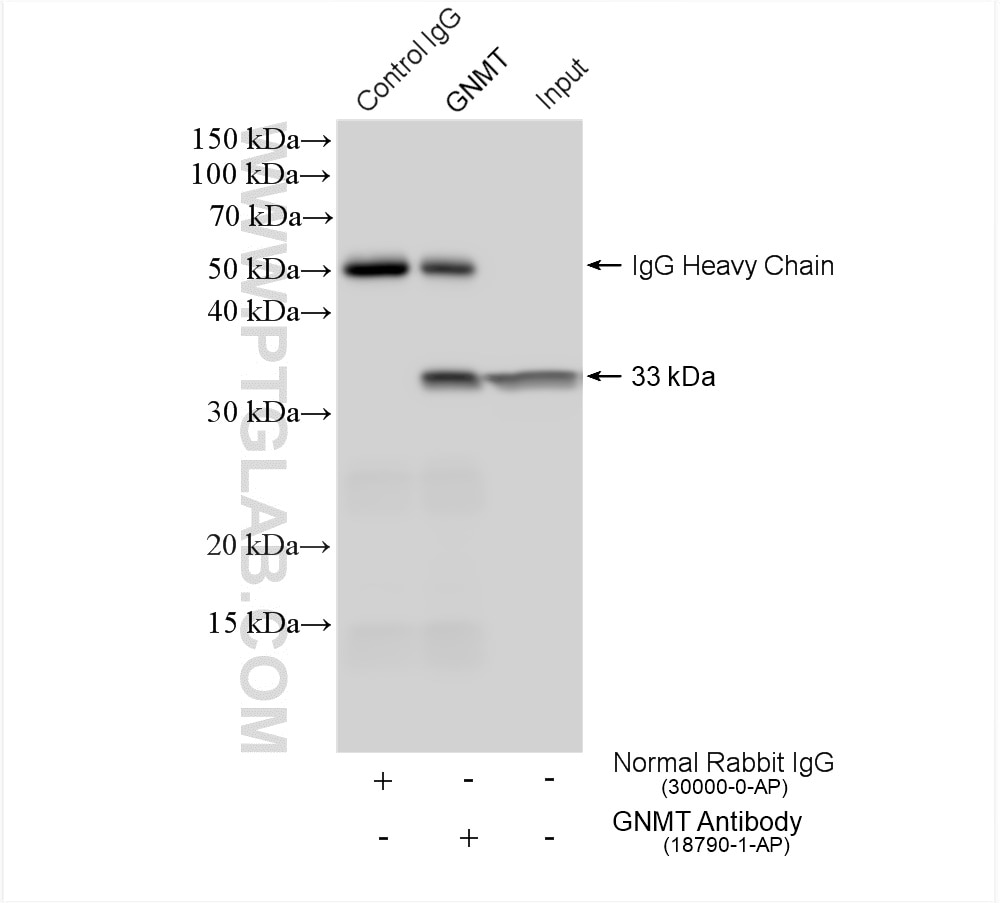 Immunoprecipitation (IP) experiment of mouse liver tissue using GNMT Polyclonal antibody (18790-1-AP)