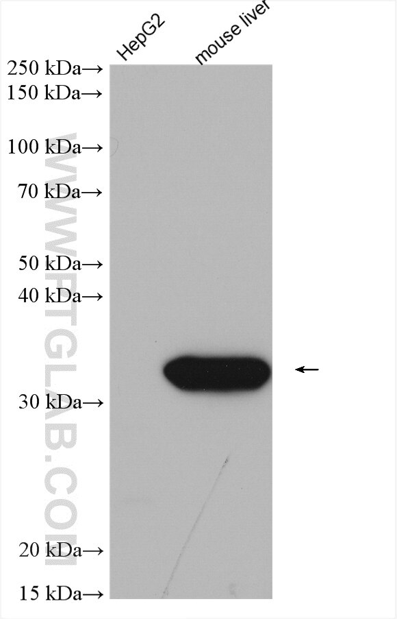 Western Blot (WB) analysis of various lysates using GNMT Polyclonal antibody (18790-1-AP)