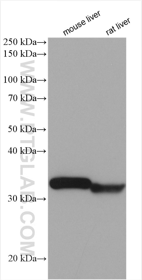 Western Blot (WB) analysis of various lysates using GNMT Polyclonal antibody (18790-1-AP)