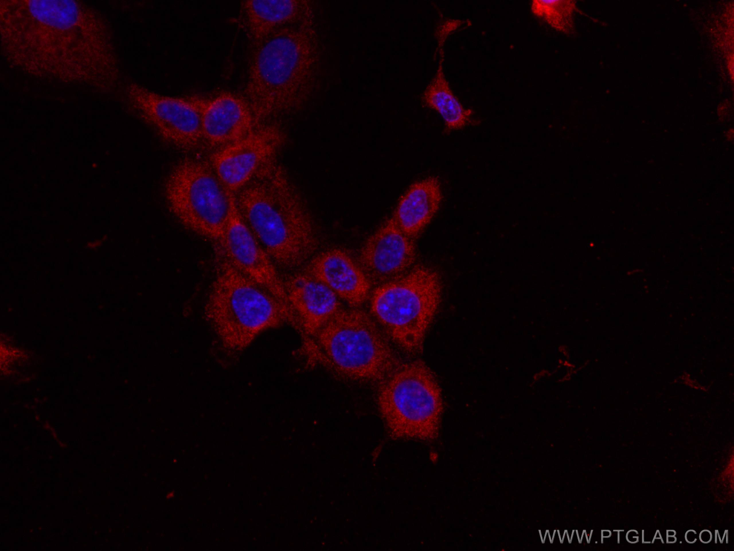 Immunofluorescence (IF) / fluorescent staining of A431 cells using GNMT Monoclonal antibody (67294-1-Ig)