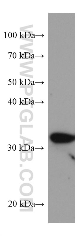 Western Blot (WB) analysis of pig liver tissue using GNMT Monoclonal antibody (67294-1-Ig)