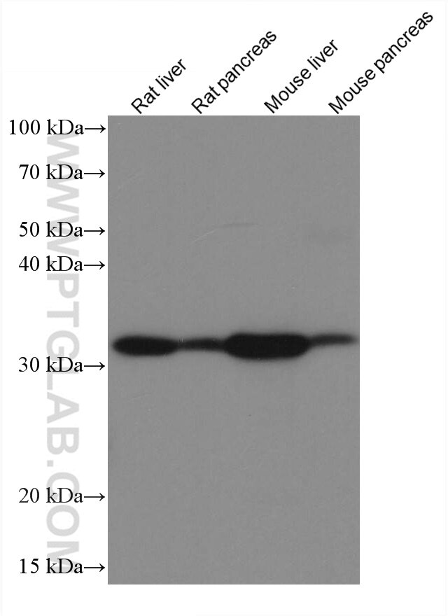 Western Blot (WB) analysis of various lysates using GNMT Monoclonal antibody (67294-1-Ig)