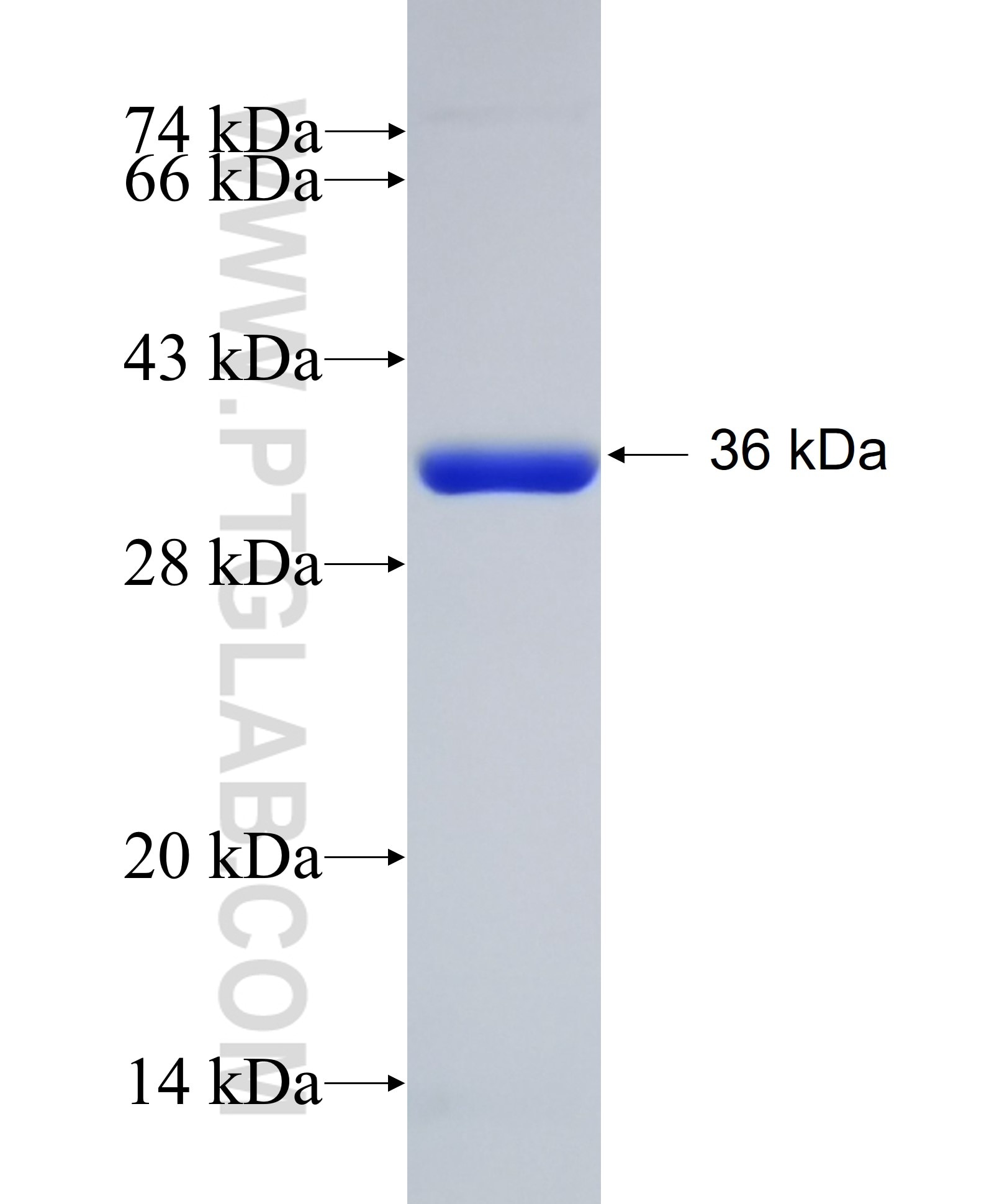 GNMT fusion protein Ag4598 SDS-PAGE