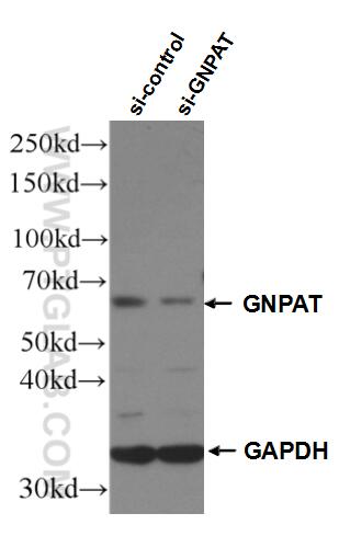 Western Blot (WB) analysis of HepG2 cells using GNPAT Polyclonal antibody (14931-1-AP)