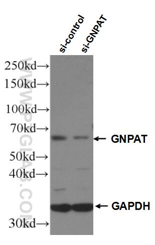 WB analysis of HepG2 using 14931-1-AP