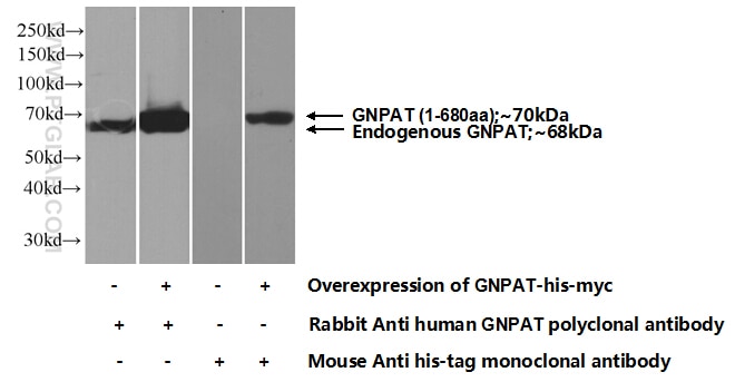 WB analysis of Transfected HEK-293 using 14931-1-AP