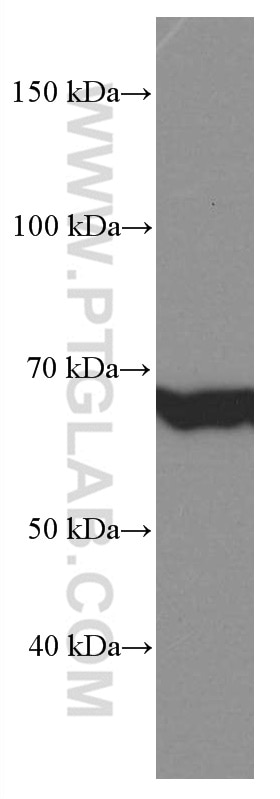 Western Blot (WB) analysis of HepG2 cells using GNPAT Monoclonal antibody (66453-1-Ig)