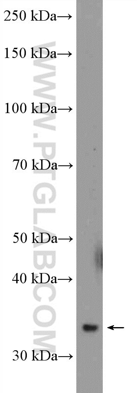 Western Blot (WB) analysis of rat kidney tissue using GNPDA1 Polyclonal antibody (12312-1-AP)