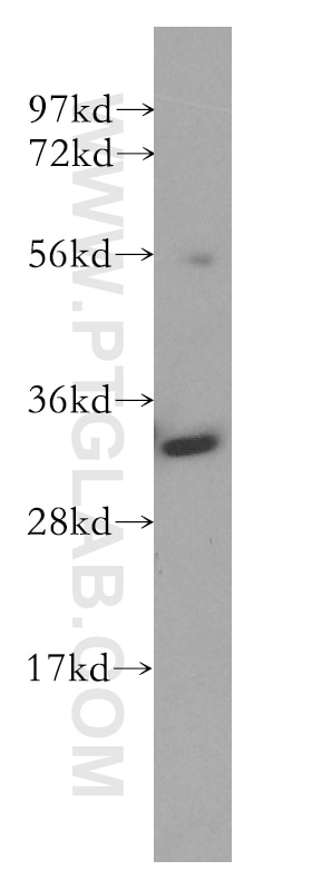 Western Blot (WB) analysis of K-562 cells using GNPDA1 Polyclonal antibody (12312-1-AP)