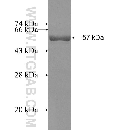 GNPDA2 fusion protein Ag10780 SDS-PAGE