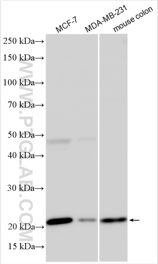 Western Blot (WB) analysis of various lysates using GNPNAT1 Polyclonal antibody (16282-1-AP)