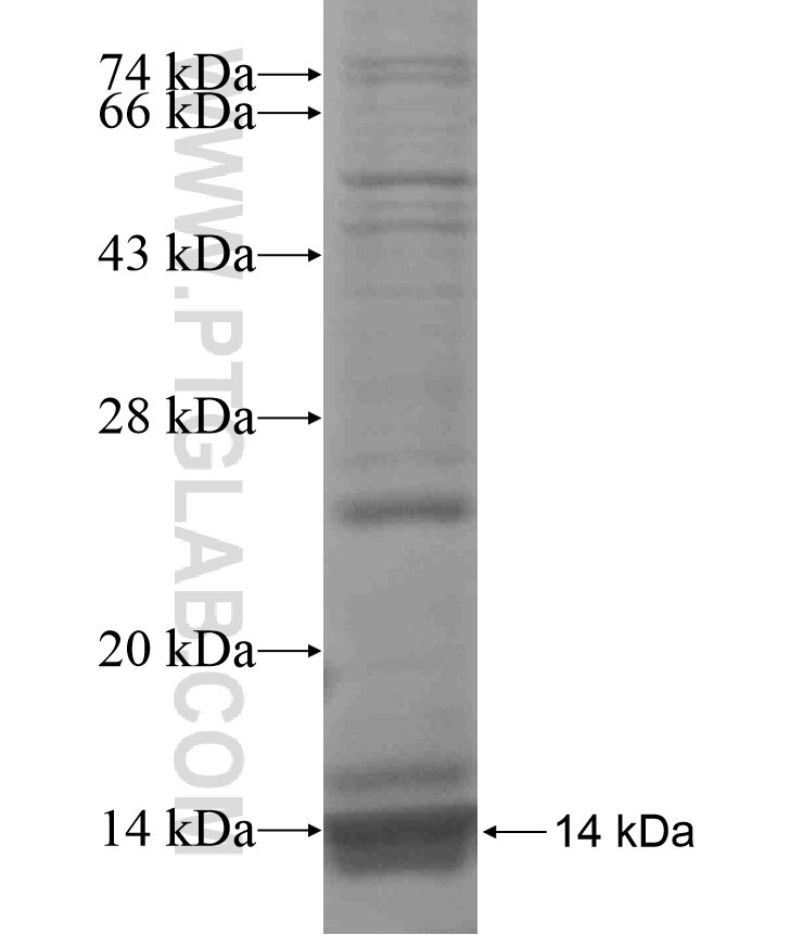GNPTAB fusion protein Ag16950 SDS-PAGE