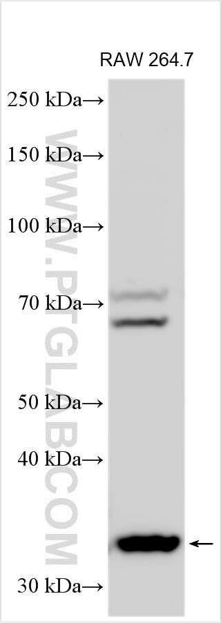 Western Blot (WB) analysis of various lysates using GNPTG Polyclonal antibody (14074-1-AP)