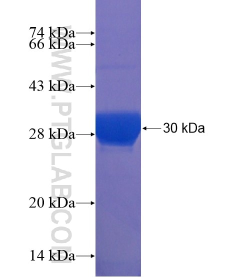 GNRH1 fusion protein Ag21846 SDS-PAGE