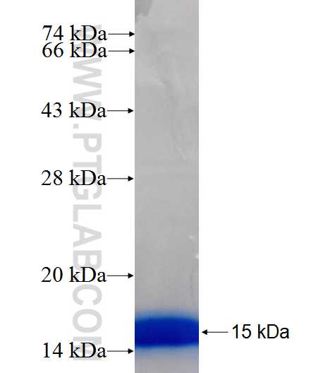 GNRH1 fusion protein Ag26240 SDS-PAGE