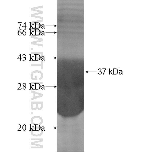 GNRH2 fusion protein Ag15692 SDS-PAGE