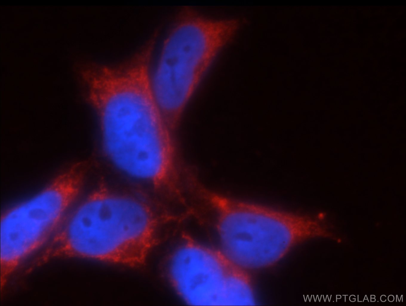 Immunofluorescence (IF) / fluorescent staining of HEK-293 cells using GNRHR2 Polyclonal antibody (20728-1-AP)