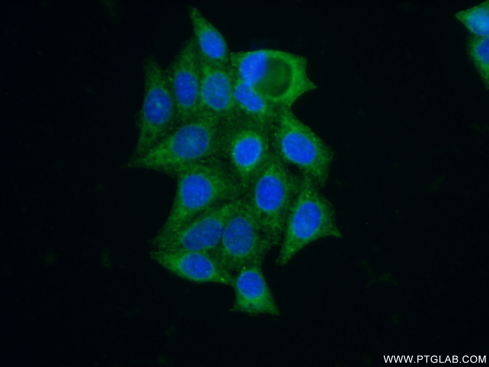 Immunofluorescence (IF) / fluorescent staining of PC-3 cells using GNS Polyclonal antibody (13044-1-AP)