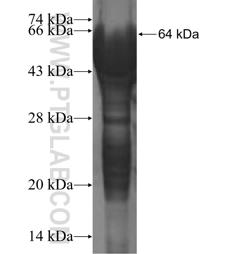 GNS fusion protein Ag3712 SDS-PAGE