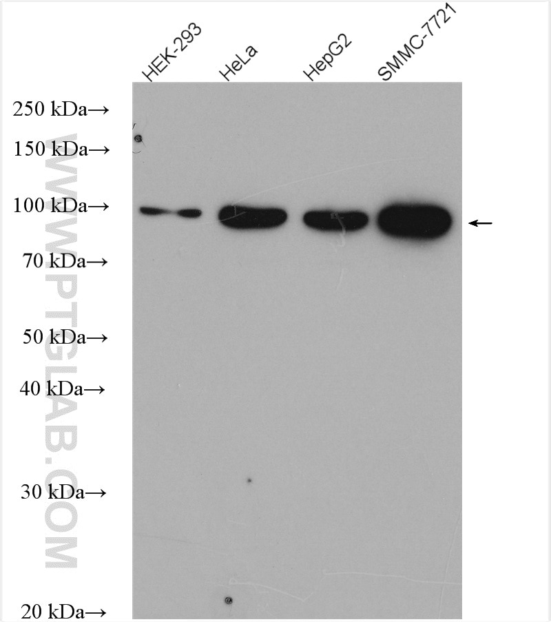 Western Blot (WB) analysis of various lysates using golgin 97 Polyclonal antibody (12640-1-AP)
