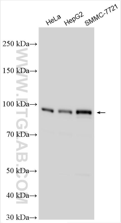 Western Blot (WB) analysis of various lysates using golgin 97 Polyclonal antibody (12640-1-AP)