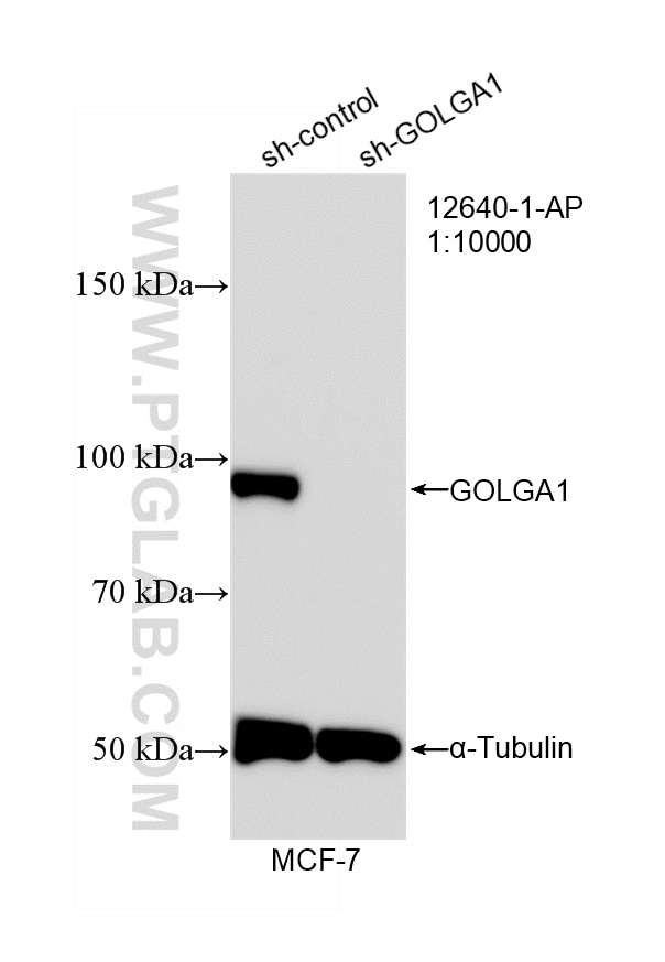 Western Blot (WB) analysis of MCF-7 cells using golgin 97 Polyclonal antibody (12640-1-AP)