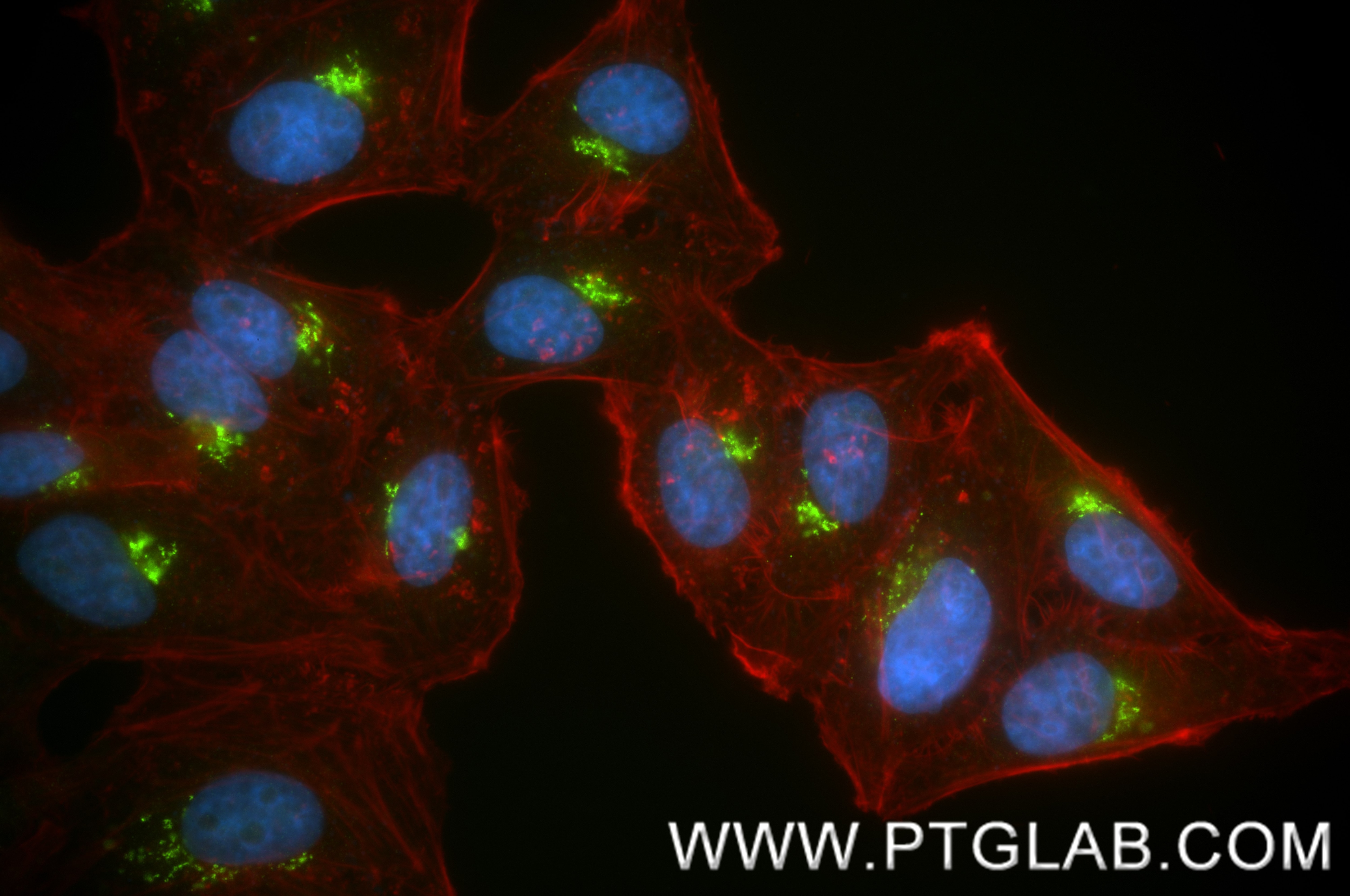 Immunofluorescence (IF) / fluorescent staining of HepG2 cells using golgin 97 Recombinant monoclonal antibody, PBS Onl (83009-4-PBS)