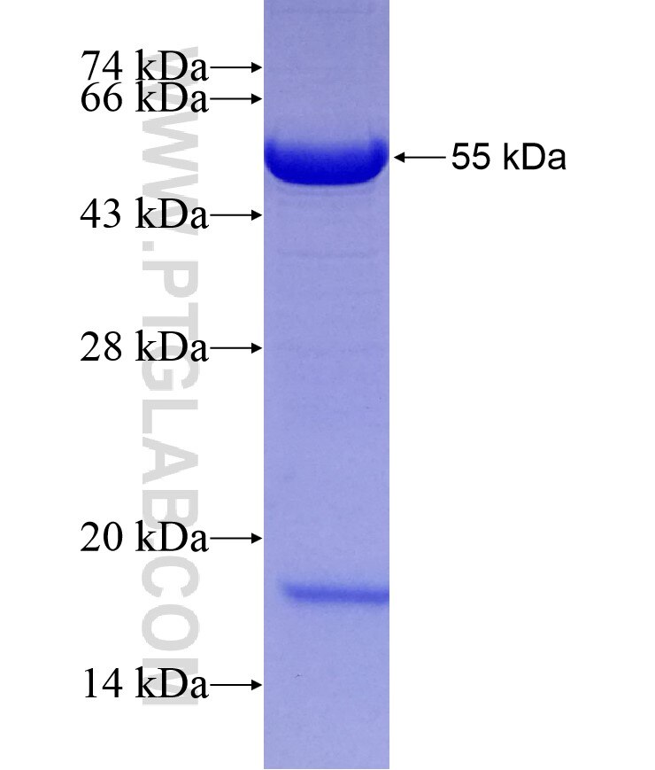 GOLGA1 fusion protein Ag25518 SDS-PAGE