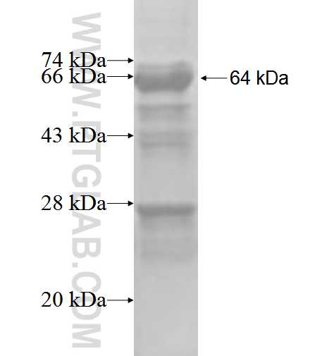GOLGA1 fusion protein Ag3335 SDS-PAGE
