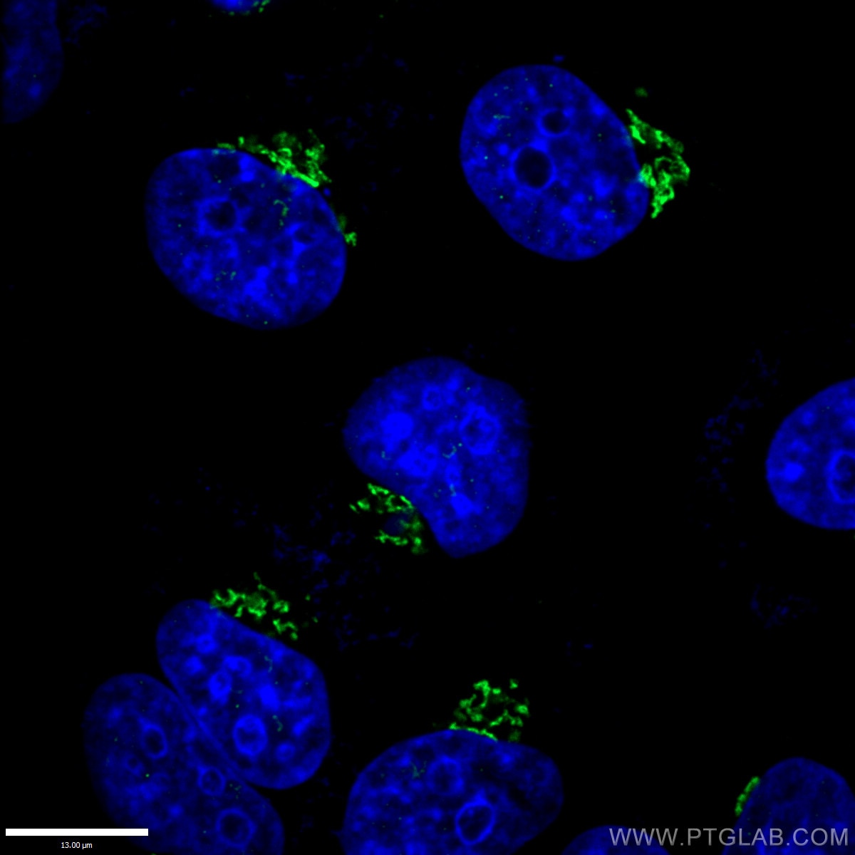 Immunofluorescence (IF) / fluorescent staining of HepG2 cells using GOLGA2/GM130 Polyclonal antibody (11308-1-AP)