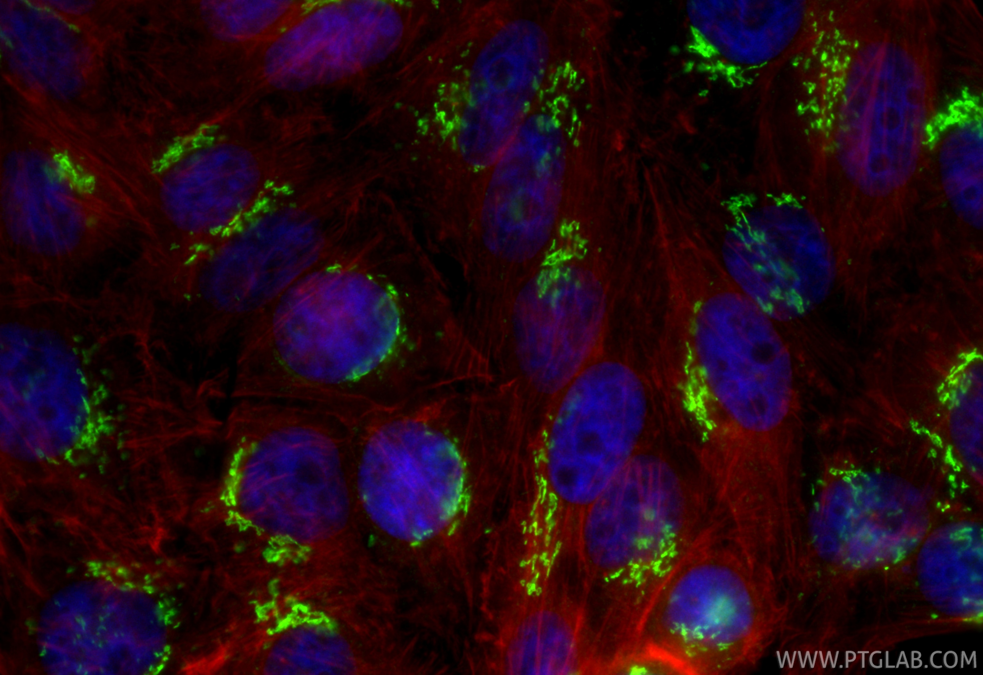 Immunofluorescence (IF) / fluorescent staining of HepG2 cells using GOLGA2/GM130 Polyclonal antibody (11308-1-AP)