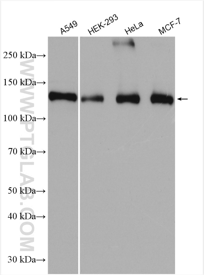 Western Blot (WB) analysis of various lysates using GOLGA2/GM130 Polyclonal antibody (11308-1-AP)