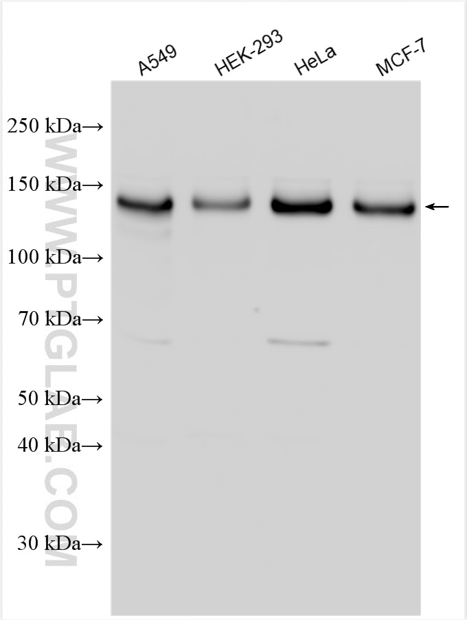 Western Blot (WB) analysis of various lysates using GOLGA2/GM130 Polyclonal antibody (11308-1-AP)