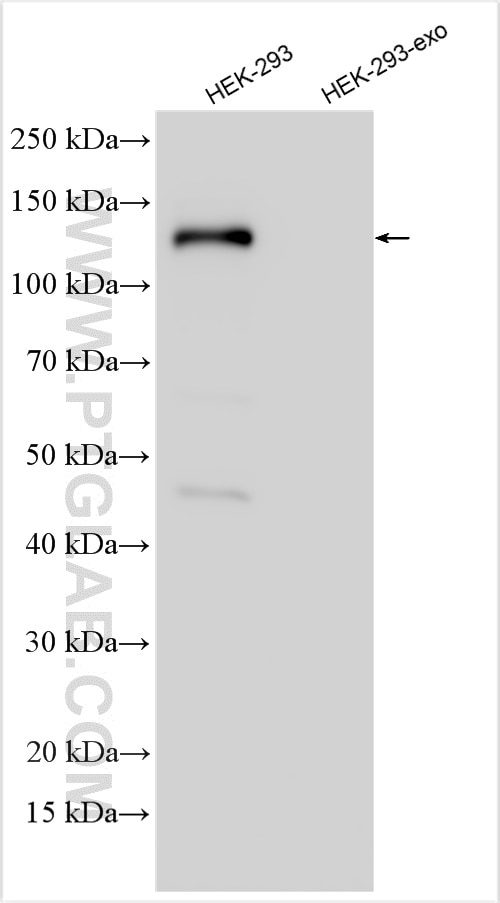 Western Blot (WB) analysis of HEK-293 cells using GOLGA2/GM130 Polyclonal antibody (11308-1-AP)