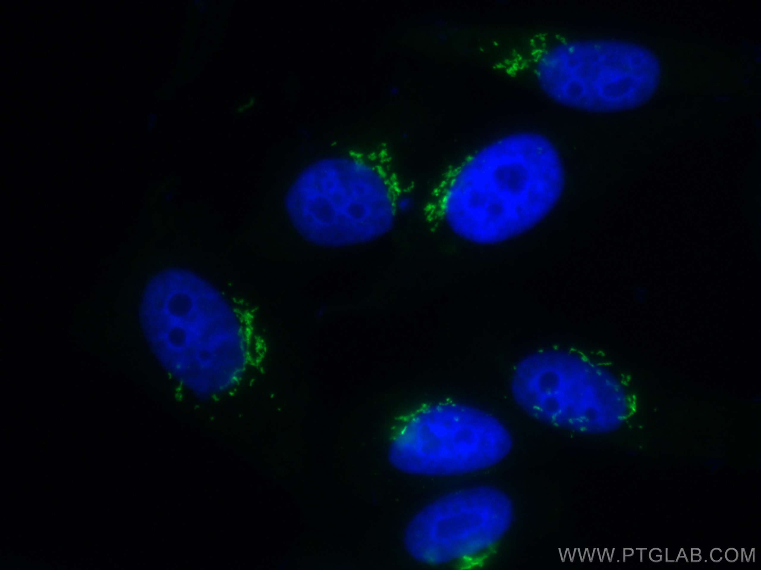 Immunofluorescence (IF) / fluorescent staining of HepG2 cells using CoraLite® Plus 488-conjugated GOLGA2/GM130 Polyclo (CL488-11308)