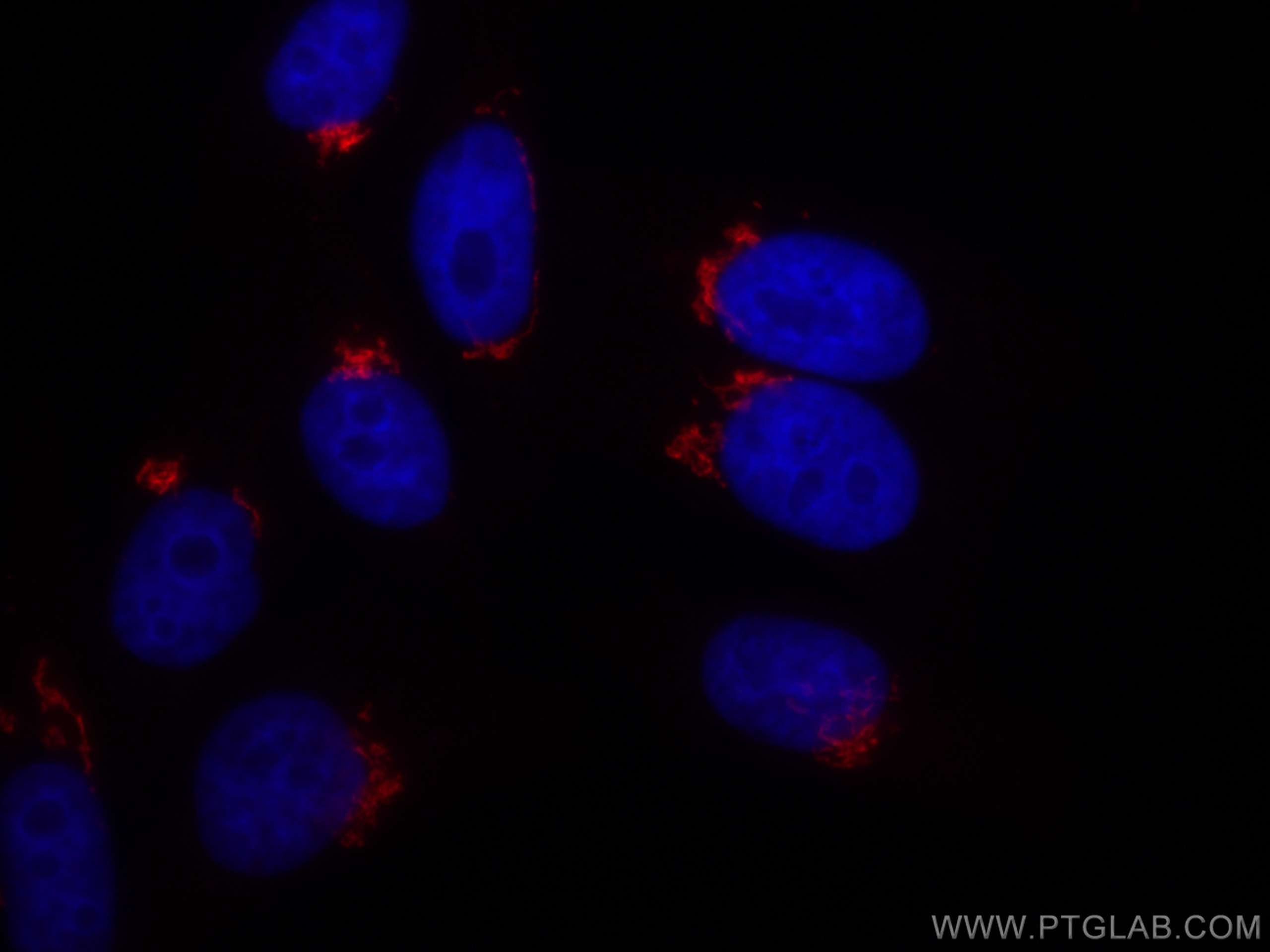 Immunofluorescence (IF) / fluorescent staining of HepG2 cells using CoraLite®594-conjugated GOLGA2/GM130 Polyclonal an (CL594-11308)