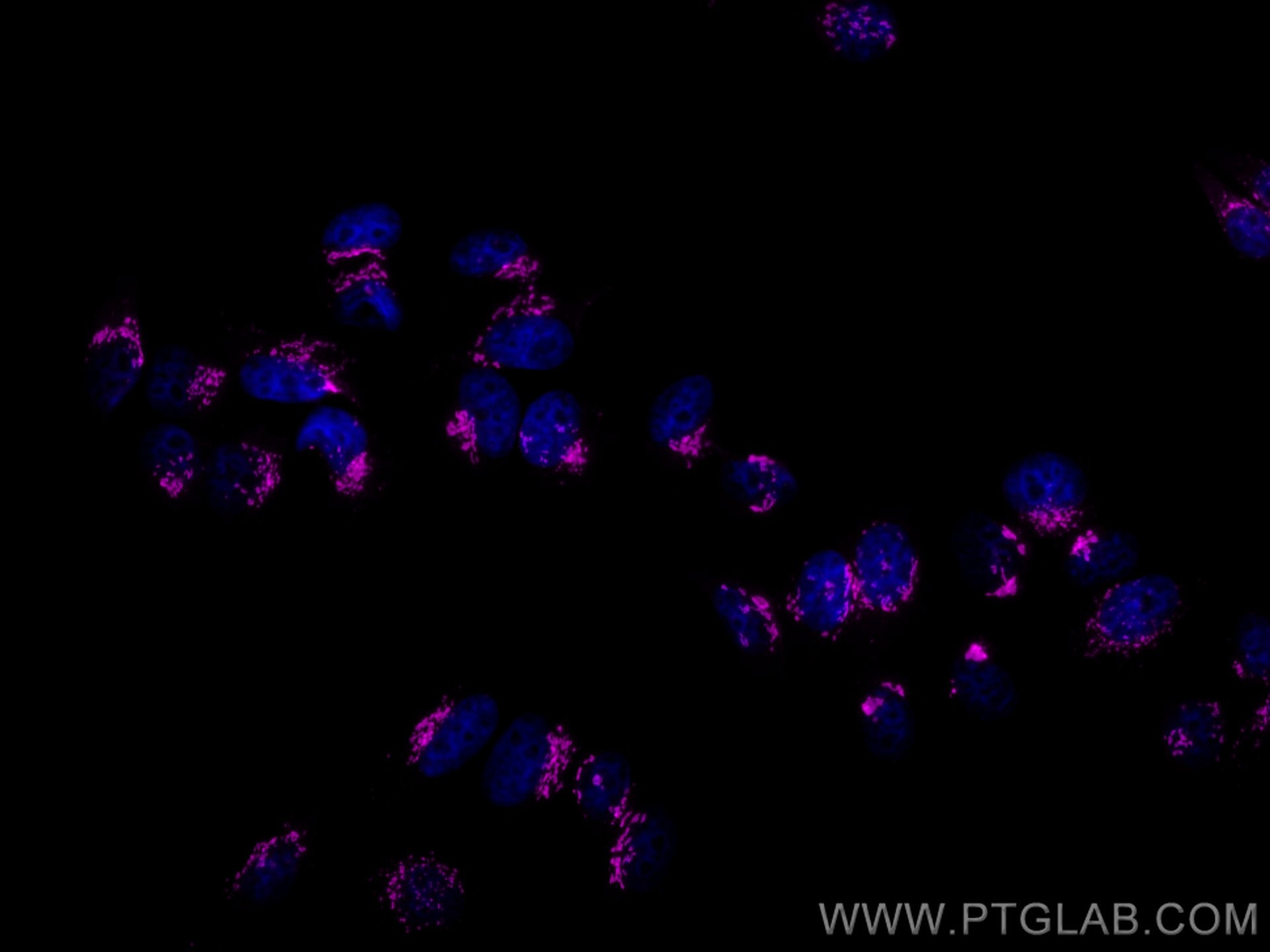 Immunofluorescence (IF) / fluorescent staining of HepG2 cells using CoraLite® Plus 647-conjugated GOLGA2/GM130 Polyclo (CL647-11308)