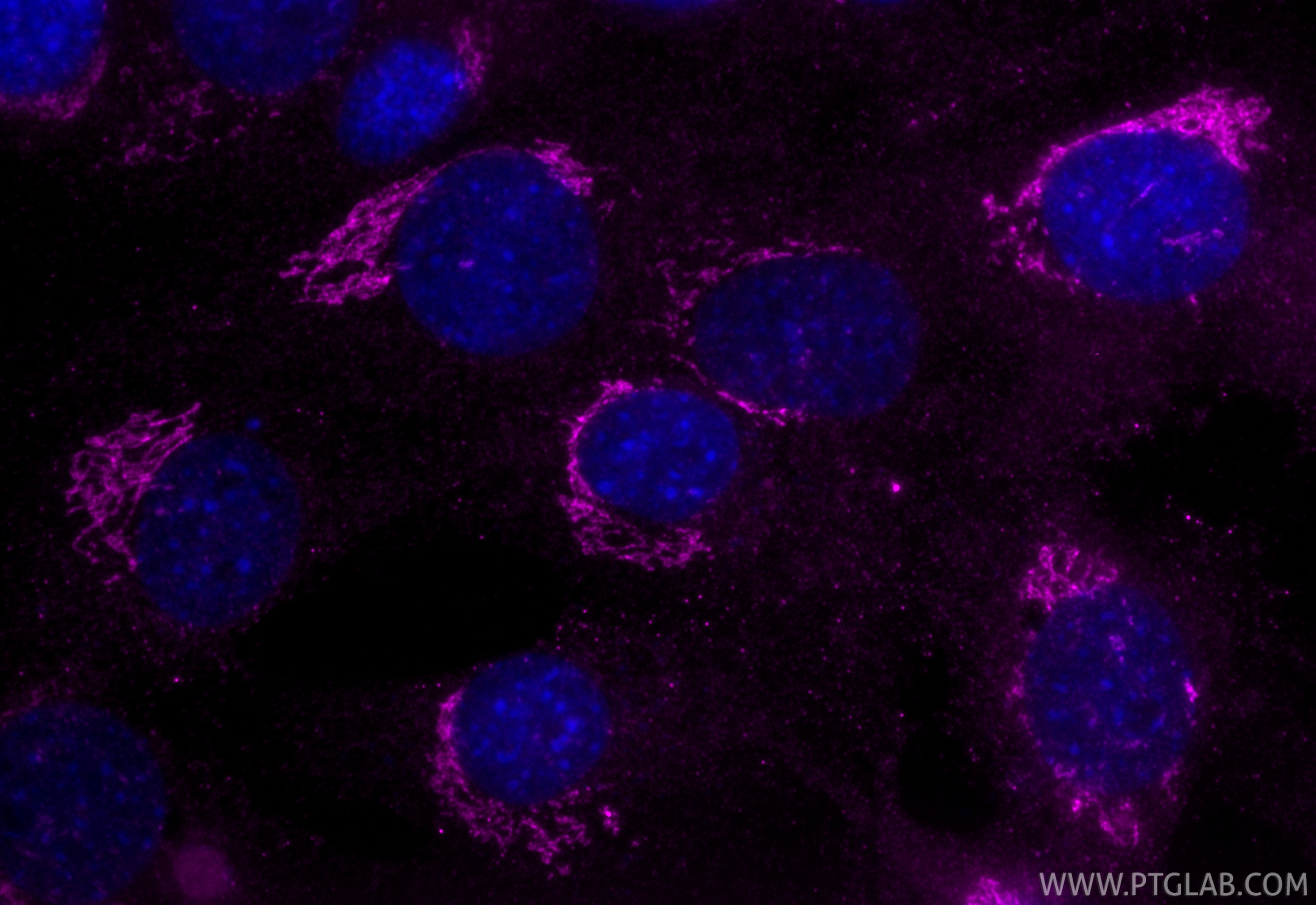 Immunofluorescence (IF) / fluorescent staining of C2C12 cells using CoraLite® Plus 647-conjugated GOLGA2/GM130 Monoclo (CL647-66662)