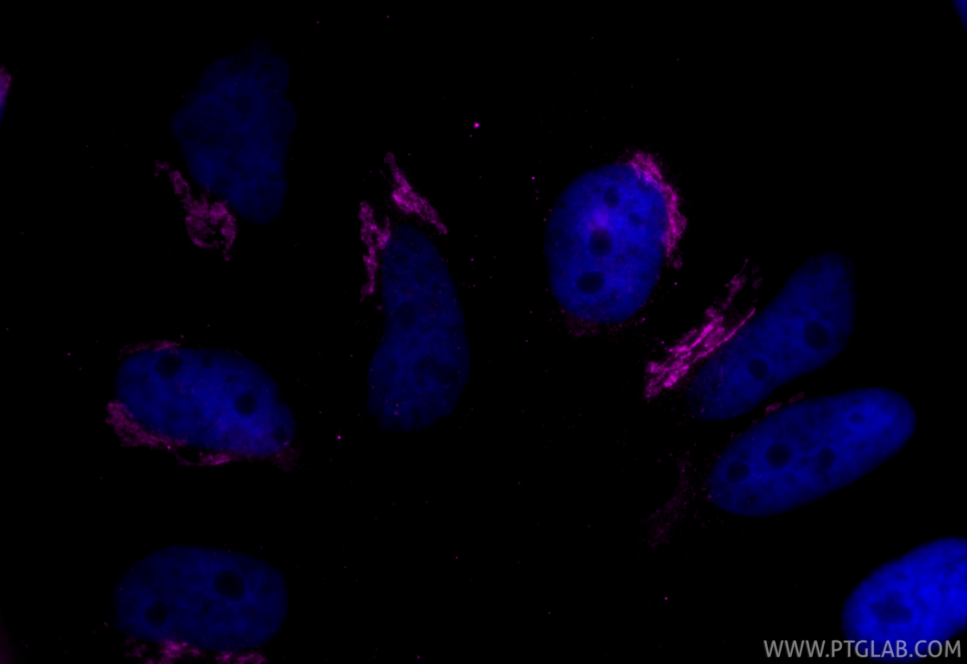 Immunofluorescence (IF) / fluorescent staining of HeLa cells using CoraLite® Plus 647-conjugated GOLGA2/GM130 Monoclo (CL647-66662)