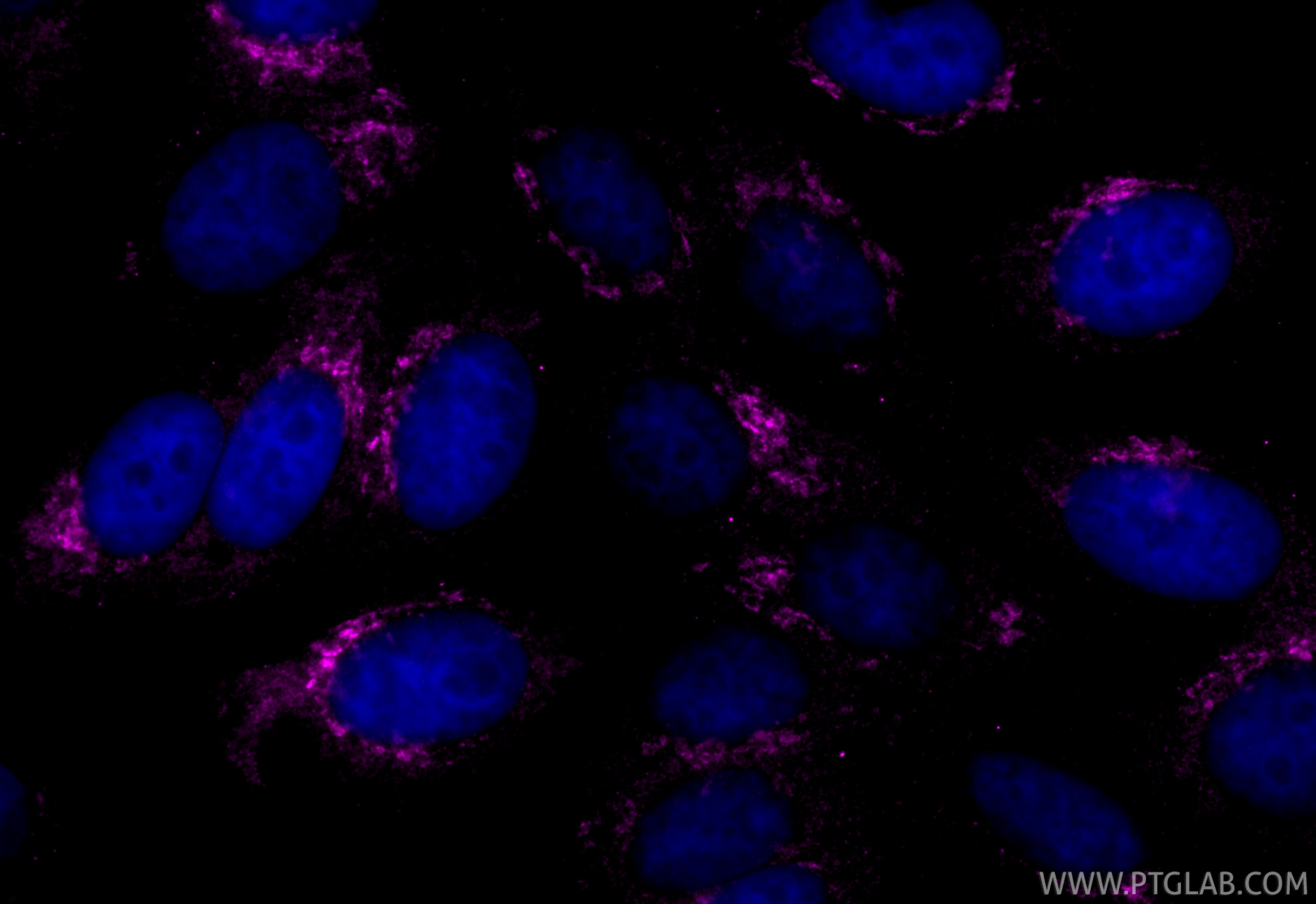 Immunofluorescence (IF) / fluorescent staining of HepG2 cells using CoraLite® Plus 647-conjugated GOLGA2/GM130 Monoclo (CL647-66662)