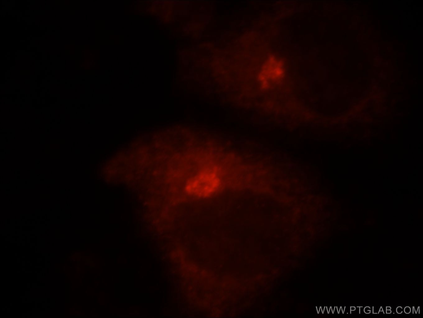 Immunofluorescence (IF) / fluorescent staining of HepG2 cells using GOLGA3 Polyclonal antibody (21193-1-AP)