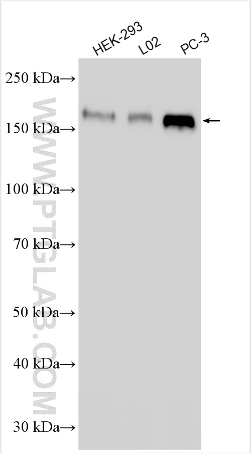 Western Blot (WB) analysis of various lysates using GOLGA3 Polyclonal antibody (21193-1-AP)